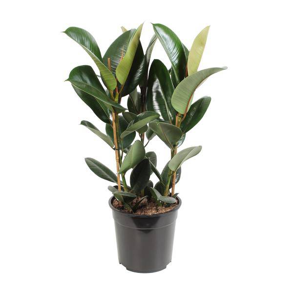 Gummibaum Ficus Elastica Robusta Zimmerpflanze Ø27cm ↕85cm – pflegeleichte Grünpflanze für Wohnzimmer, Büro & helle Standorte kaufen – Plant
