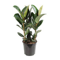 Gummibaum Ficus Elastica Robusta Zimmerpflanze Ø27cm ↕85cm – pflegeleichte Grünpflanze für Wohnzimmer, Büro & helle Standorte kaufen – Plant