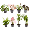 Babypflanzen Überraschungsbox – 8 Mini Zimmerpflanzen im Mix – Ø6cm – Höhe ca. 10cm – pflegeleichte Pflanzen für Wohnung Büro Deko Geschenk – Plant