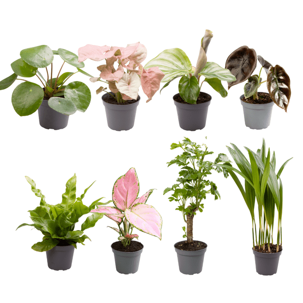 Babypflanzen Überraschungsbox – 8 Mini Zimmerpflanzen im Mix – Ø6cm – Höhe ca. 10cm – pflegeleichte Pflanzen für Wohnung Büro Deko Geschenk – Plant