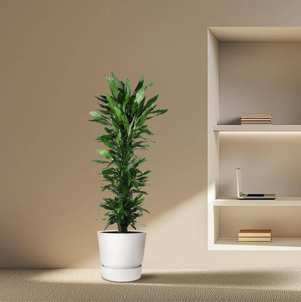 Drachenbaum Zimmerpflanze Ø34cm ↕170cm – pflegeleichte Grünpflanze für Wohnzimmer, Büro & helle Standorte kaufen – Plant