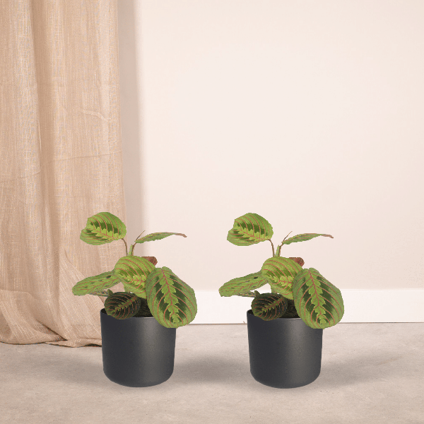 Pfeilwurz – Maranta Fascinator – Gebetspflanze – Ø12cm – ca. 20cm hoch – 2 Pflanzen – exotische Zimmerpflanze mit dekorativen Blättern – Plant