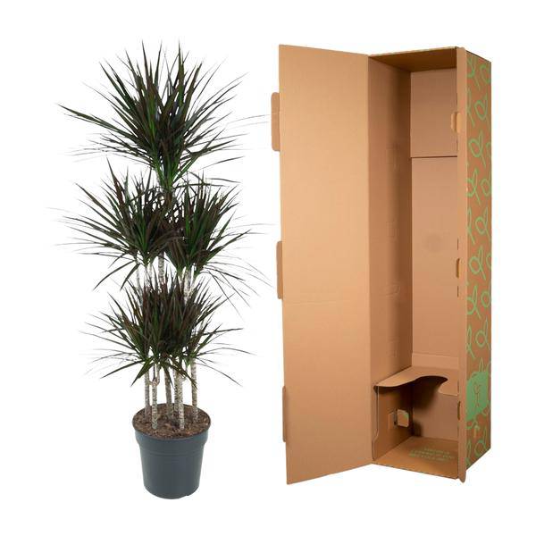 Drachenbaum Zimmerpflanze Ø31cm ↕150cm – pflegeleichte Grünpflanze für Wohnzimmer, Büro & helle Standorte kaufen – Plant