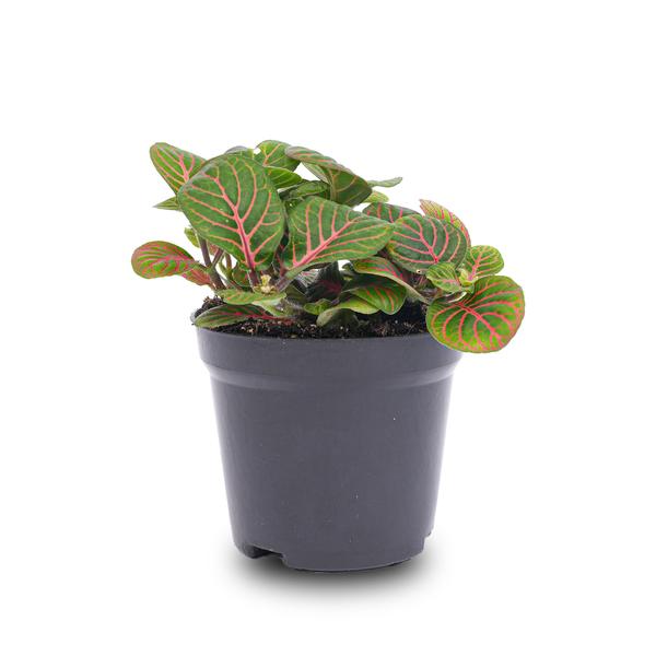 Fittonia Bubble Red – Mosaikpflanze – Zimmerpflanze – Terrarienpflanze – Ø8,5cm – Tropische Pflanze mit roten & grünen Blättern – Plant