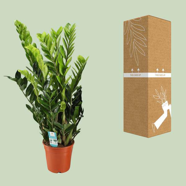 Glücksfeder Zamioculcas Zamiifolia Zimmerpflanze Ø21cm ↕95cm – pflegeleichte Grünpflanze für Wohnzimmer, Büro & helle Standorte kaufen – Plant