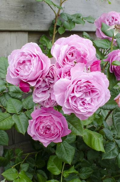 Kletterrose Rose Crazy in Love 'Pink' Zimmerpflanze Ø15cm ↕65cm – pflegeleichte Grünpflanze für Wohnzimmer, Büro & helle Standorte kaufen – Plant
