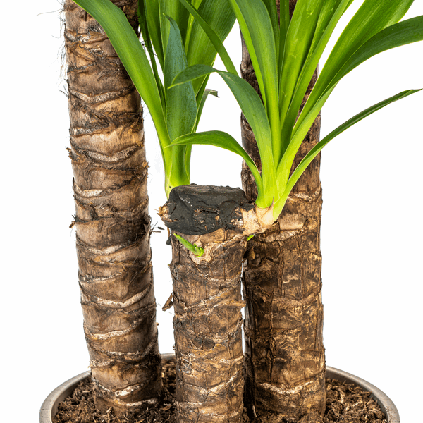 Yucca Elephantipes – Riesen – Palmlilie – Zimmerpflanze Ø24cm ↕120-140cm – Robust & pflegeleicht – Schwertförmige Blätter – Modernes Design – Plant