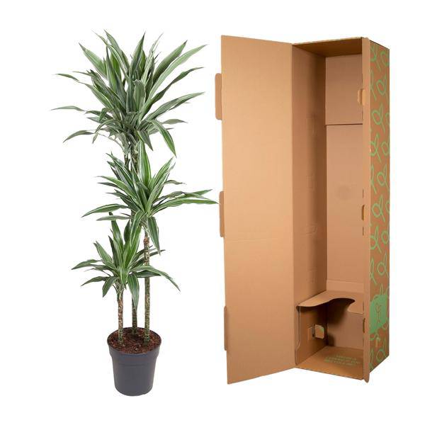 Drachenbaum Dracaena Warneckei Zimmerpflanze Ø27cm ↕140cm – pflegeleichte Grünpflanze für Wohnzimmer, Büro & helle Standorte kaufen – Plant