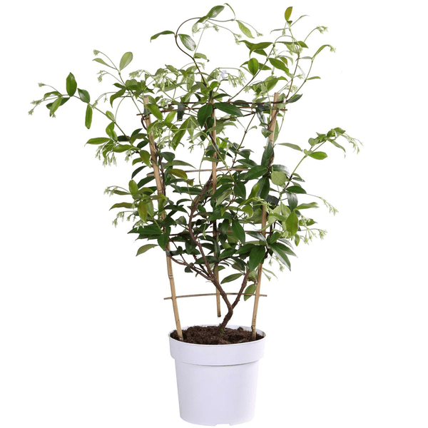 Sternjasmin Trachelospermum 'Star of Toskana' – Gelb – Immergrüne Kletterpflanze – ca. 65cm Höhe – Duftender mediterraner Jasmin für Terrasse & Balkon – Plant