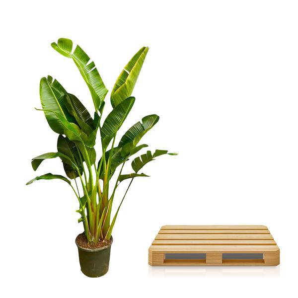 Baum – Strelitzie – Strelitzia Augusta mehrstämmig XXL – 250cm – Ø50cm – Weißer Paradiesvogel – Plant