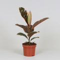 Gummibaum – Ficus Elastica Belize – Zimmerpflanze – Ø12cm – ↕30cm – dekorative pflegeleichte Grünpflanze mit rot – grünem Blattmuster – Plant