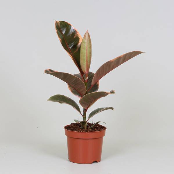 Gummibaum – Ficus Elastica Belize – Zimmerpflanze – Ø12cm – ↕30cm – dekorative pflegeleichte Grünpflanze mit rot – grünem Blattmuster – Plant