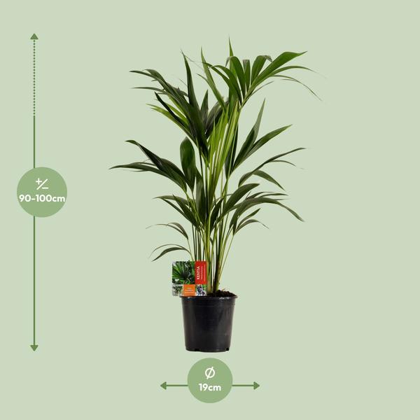 Kentiapalme Howea Forsteriana Zimmerpflanze Ø19cm ↕100cm – tropische Grünpflanze für Wohnzimmer, Büro & helle Standorte kaufen – Plant