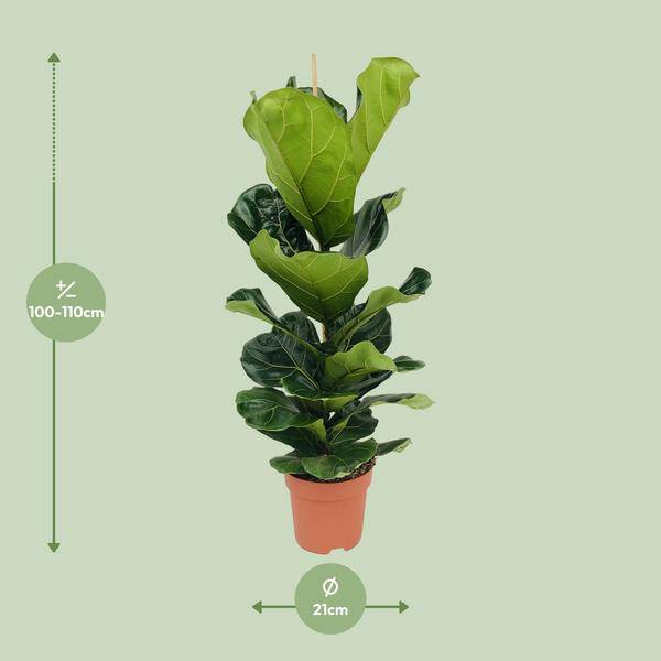 Ficus lyrata – Geigen-Feige – Ø21cm x H100cm – Großblättrige Zimmerpflanze – Luftreinigend & dekorativ – Pflegeleicht – Im Pflanztopf – Direkt aus der Gärtnerei – Plant
