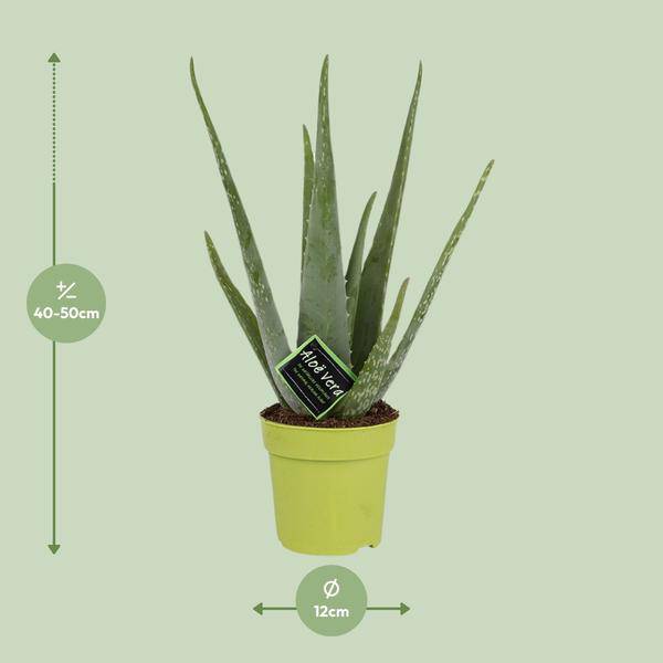 Echte Aloe Vera Zimmerpflanze Ø12cm ↕45cm – pflegeleichte Sukkulente für Wohnzimmer, Büro & helle Standorte kaufen – Plant