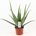 Aloe Vera – Echte Aloe – Zimmerpflanze – Ø19cm – ca. 70cm hoch – pflegeleichte Sukkulente für Wohnung, Büro & Balkon – Plant