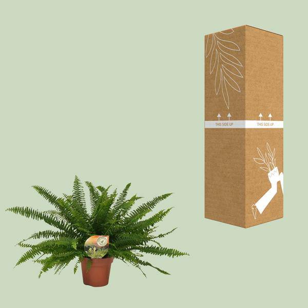 Schwertfarn Nephrolepis Green Lady Zimmerpflanze Ø17cm ↕40cm – pflegeleichte Grünpflanze für Wohnzimmer, Büro & helle Standorte kaufen – Plant