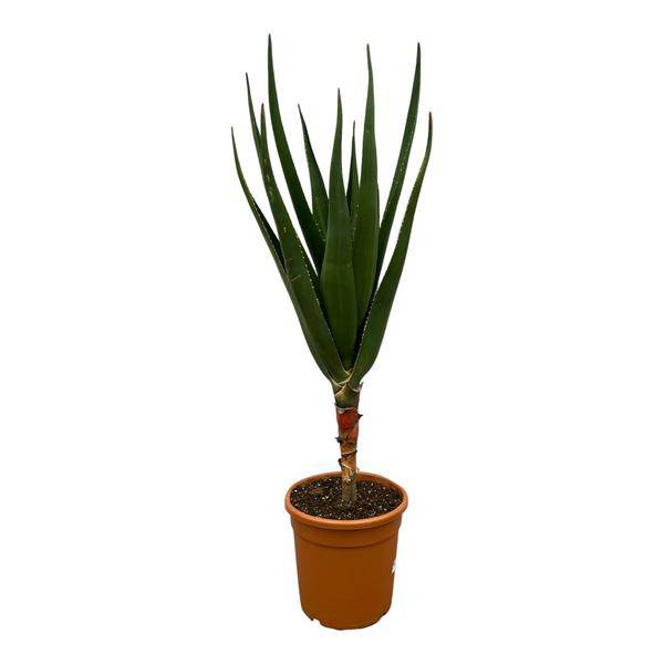 Aloe Barberae – Baumaloe – Exotische Zimmer – & Gartenpflanze – ↕140cm – Ø30cm – Seltene Sukkulente mit langen grünen Blättern