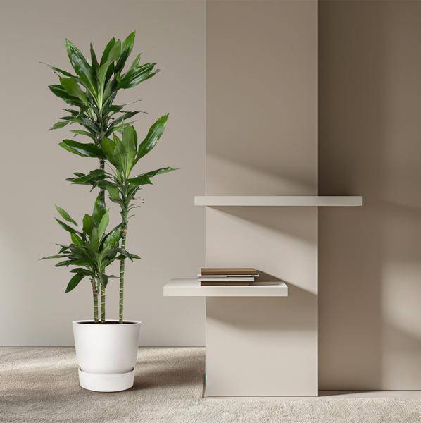 Drachenbaum – Dracaena Janet Lind 160cm – Ø24cm – Elegante Zimmerpflanze mit dunkelgrünen Blättern – Plant
