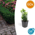 Japanischer Spindelstrauch Euonymus japonicus 'Green Spire' – 60 Pflanzen – ↕10-25cm – Ø9cm – Immergrüner Heckenstrauch & Solitärpflanze – Pflegeleicht & schnittverträglich – Sonne & Schatten – Plant