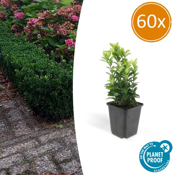 Japanischer Spindelstrauch Euonymus japonicus 'Green Spire' – 60 Pflanzen – ↕10-25cm – Ø9cm – Immergrüner Heckenstrauch & Solitärpflanze – Pflegeleicht & schnittverträglich – Sonne & Schatten – Plant