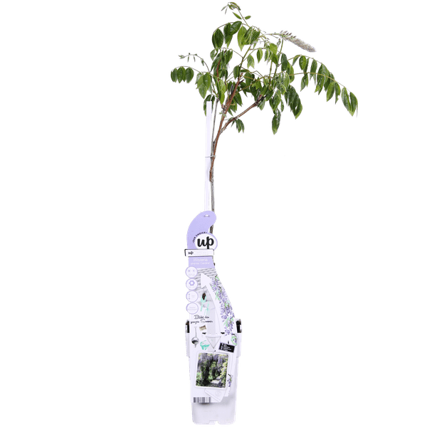 Chinesischer Duft – Blauregen Wisteria sinensis ‘Caroline’ Gartenpflanze Ø15cm ↕65cm – winterharte Pflanze für Garten, Balkon, Terrasse, Kübel – Plant
