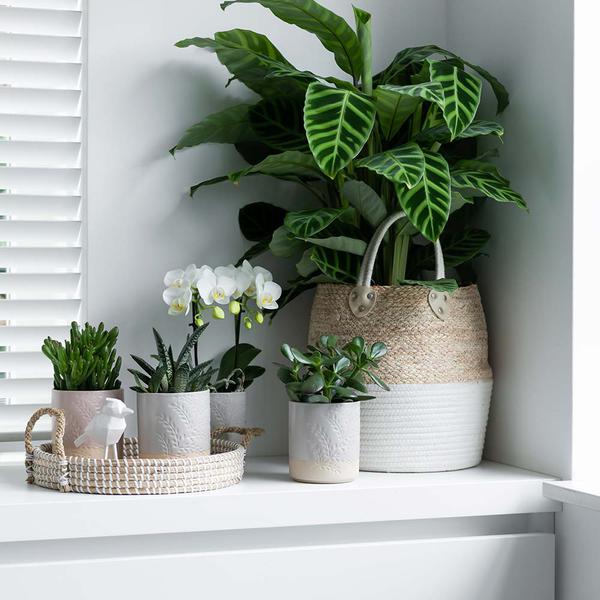 Weißes Geflochtenes Tablett Ø30cm – Handgewebtes Deko – Tablett – Pflanzentablett & Wohnaccessoire – Plant