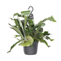 Geweihfarn Platycerium Netherlands Zimmerpflanze Ø17cm ↕30cm – pflegeleichte Grünpflanze für Wohnzimmer, Büro & helle Standorte kaufen – Plant