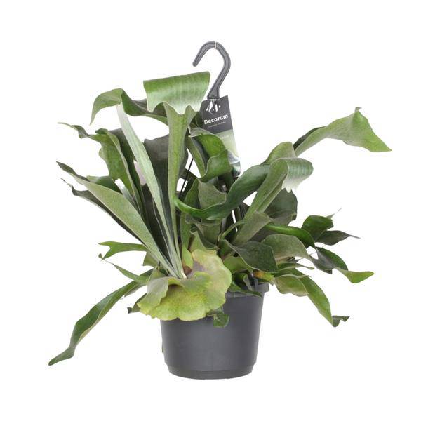 Geweihfarn Platycerium Netherlands Zimmerpflanze Ø17cm ↕30cm – pflegeleichte Grünpflanze für Wohnzimmer, Büro & helle Standorte kaufen – Plant