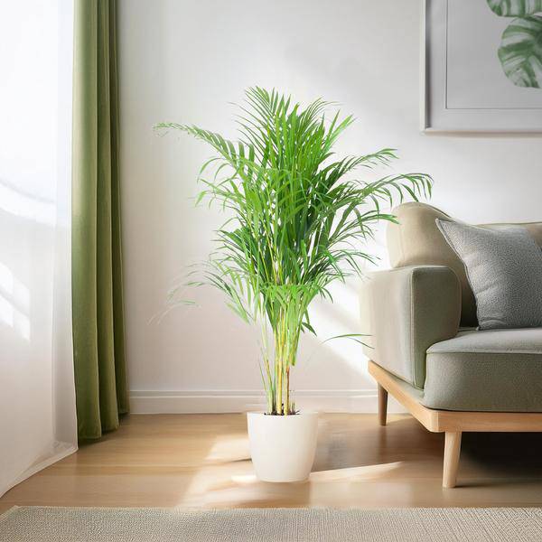 Areca – Palme Dypsis Goldfruchtpalme – Zimmerpflanze ↕100cm Ø21cm – Mit Viber Topf Weiß – Luftreinigende Tropenpflanze für Wohnzimmer & Büro – Plant