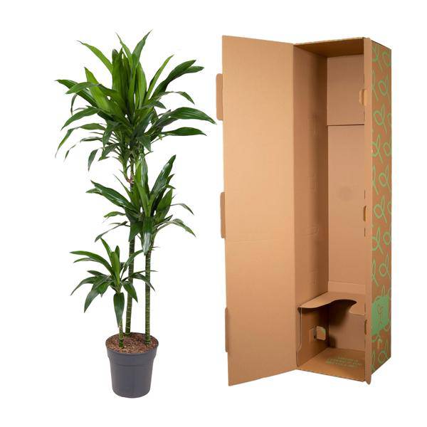 Drachenbaum Zimmerpflanze Ø24cm ↕150cm – pflegeleichte Grünpflanze für Wohnzimmer, Büro & helle Standorte kaufen – Plant