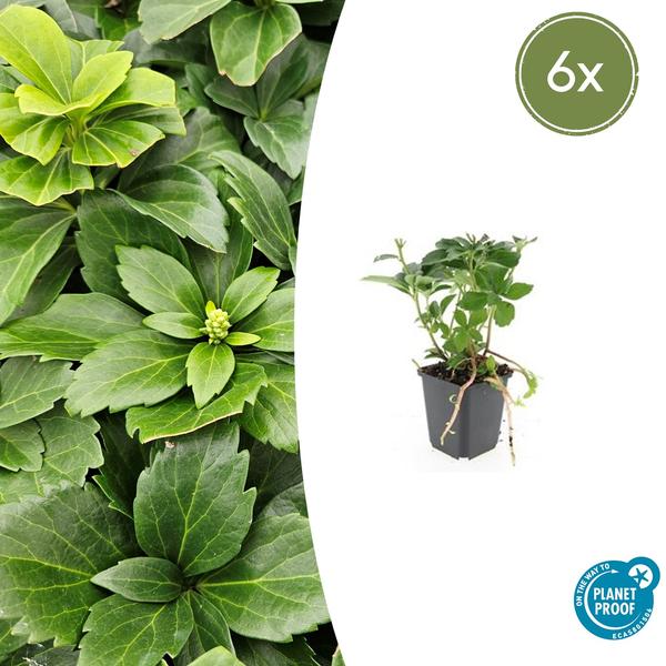 Japanischer Ysander Pachysandra terminalis – Immergrüner Bodendecker – Schattengarten – Pflegeleicht – Unkrautunterdrückend – Plant