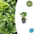 Japanischer Ysander Pachysandra terminalis – Immergrüner Bodendecker – Schattengarten – Pflegeleicht – Unkrautunterdrückend – Plant