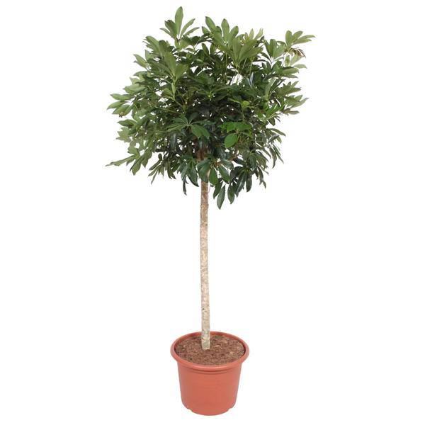 Strahlenaralie Schefflera Arboricola Compacta Zimmerpflanze Ø45cm ↕190cm – pflegeleichte Grünpflanze für Wohnzimmer, Büro & helle Standorte – Plant