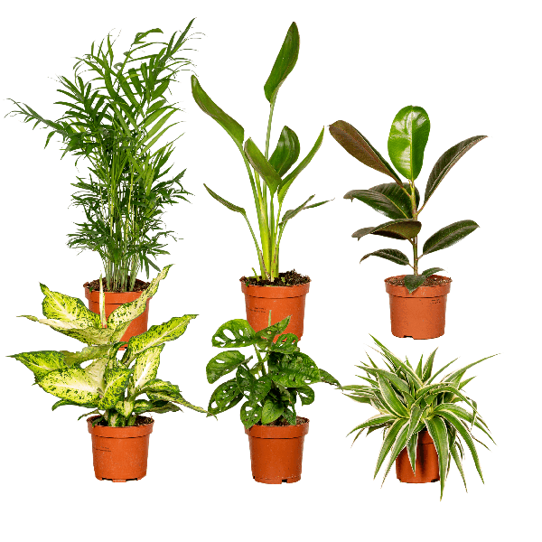 Pflanzen Überraschungsbox Ø12cm ↕25cm – pflegeleichtes Pflanzen Set für Urban Jungle, Fensterbank, Wohnzimmer & Büro – Plant