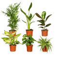 Pflanzen Überraschungsbox Ø12cm ↕25cm – pflegeleichtes Pflanzen Set für Urban Jungle, Fensterbank, Wohnzimmer & Büro – Plant