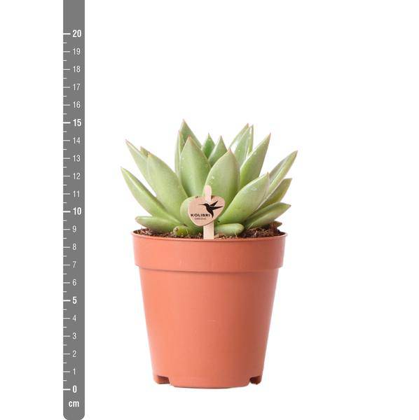 Sukkulente Echeveria Miranda – Grüne Zimmerpflanze – Rosettenform – Ø9cm – Pflegeleicht & Dekorativ – Plant