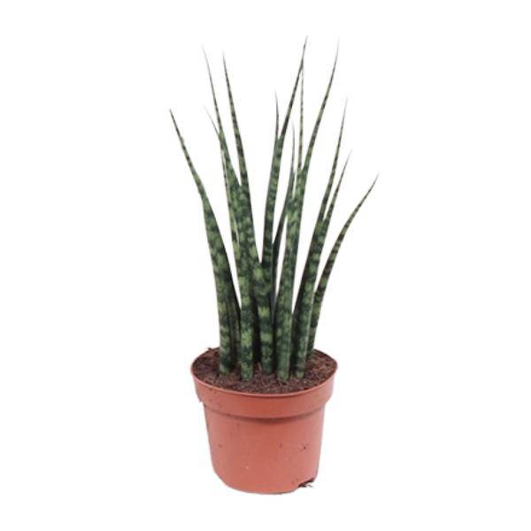 Bogenhanf – Sansevieria Fernwood Mikado – Zimmerpflanze – Ø12cm – ↕40cm – Schwiegermutterzunge – pflegeleicht & luftreinigend