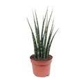Bogenhanf – Sansevieria Fernwood Mikado – Zimmerpflanze – Ø12cm – ↕40cm – Schwiegermutterzunge – pflegeleicht & luftreinigend