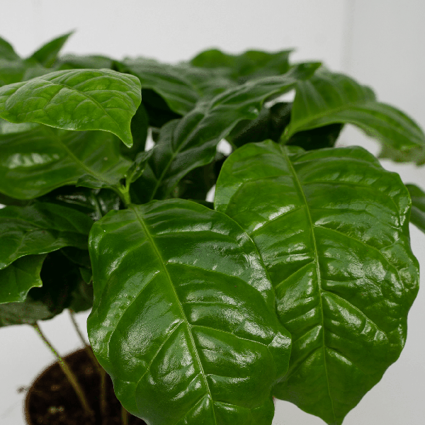 Kaffeepflanze – Coffea Arabica – Zimmerpflanze – Ø12cm – ca. 25cm hoch – 2 Pflanzen – exotische Pflanze mit glänzenden Blättern – Plant