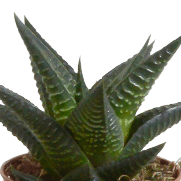 Sukkulenten Mix Gasteria & Haworthia – 5 Pflanzen – Ø5,5cm Zimmerpflanzen im weißen Topf – Verschiedene Mini – Sukkulenten – Plant