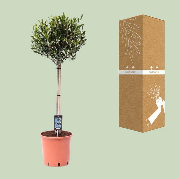 Olivenbaum Olea europaea Gartenpflanze Ø22cm ↕100cm – Pflanze für Garten, Balkon, Terrasse, Kübel & Beet online kaufen – Plant