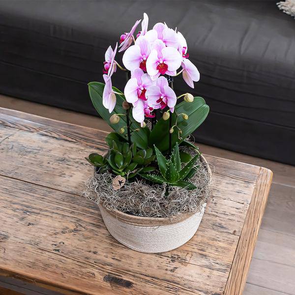 Rosa Phalaenopsis Orchidee – Niagara Fall – Ø12cm Höhe55-60cm – Blühende Zimmerpflanze mit großen rosa Blüten – Elegante Orchidee als Geschenk & Deko – Plant