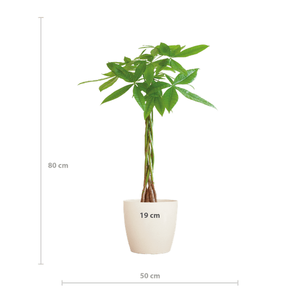 Pachira Aquatica Geldbaum Glückskastanie ca. 80cm mit geflochtenem Stamm im weißen Viber Biotopf Ø21cm – Zimmerpflanze für Wohnung Büro Wohnzimmer – Plant
