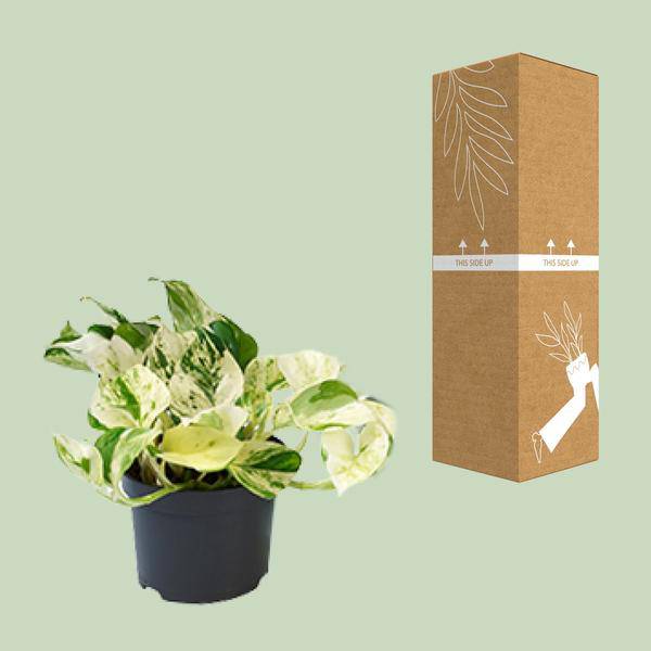Weiß – bunte Efeutute – Epipremnum 'Happy Leaf' – Ø12cm x H15cm – Panaschierte Zimmerpflanze – Pflegeleicht – Für Halbschatten – Im Pflanztopf – Plant
