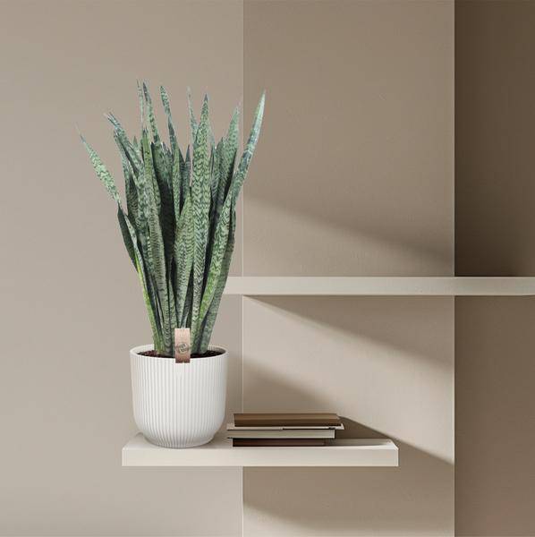 Ceylon – Bogenhanf – Sansevieria Zeylenica – Zimmerpflanze 110cm – Ø35cm – Pflegeleichte Grünpflanze für Wohnzimmer, Büro & Schlafzimmer – Plant