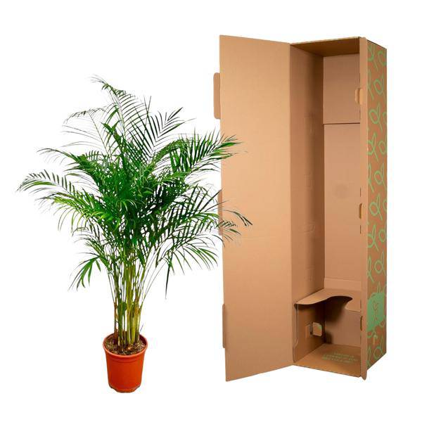 Goldfruchtpalme Dypsis Lutescens Zimmerpflanze Ø24cm ↕170cm – tropische Grünpflanze für Wohnzimmer, Büro & helle Standorte kaufen – Plant