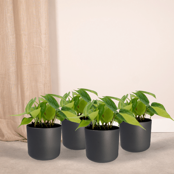 Baumfreund – Philodendron scandens Brasil – 4 Pflanzen – Ø12cm – Höhe ca. 15cm – Pflegeleichte Zimmerpflanzen – Rank – Plant