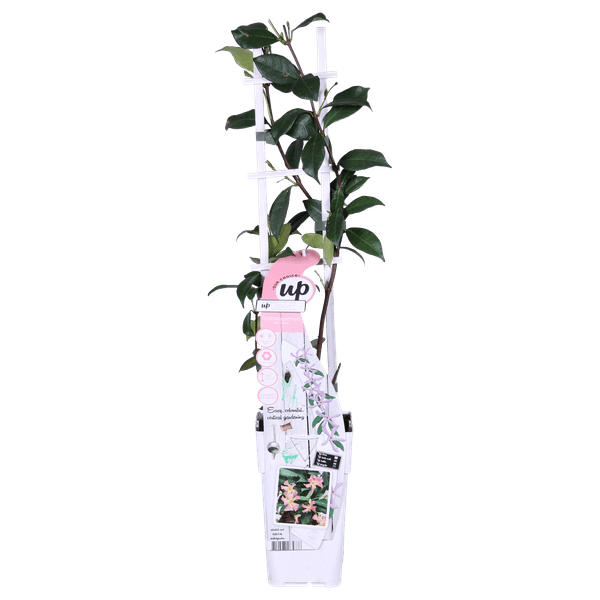 Sternjasmin Trachelospermum 'Star of Ibiza' – Rosa – Immergrüne Kletterpflanze – ca. 65cm Höhe – Duftender mediterraner Jasmin für Terrasse & Balkon – Plant