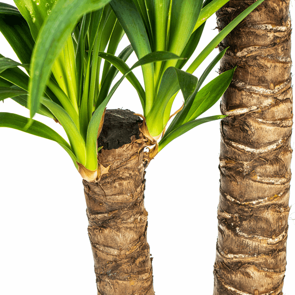 Yucca Elephantipes – Riesen – Palmlilie – Zimmerpflanze Ø19cm ↕70-90cm – Robust & pflegeleicht – Exotisch & dekorativ – Plant